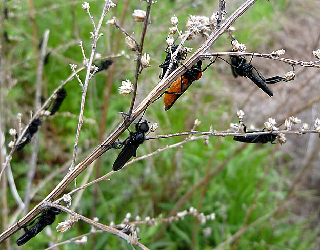 止まるメスアカケバエ