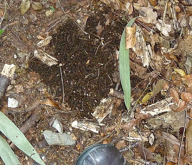 ケバエの幼虫の集団