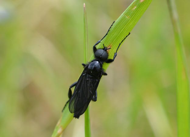 メスグロケバエのオス