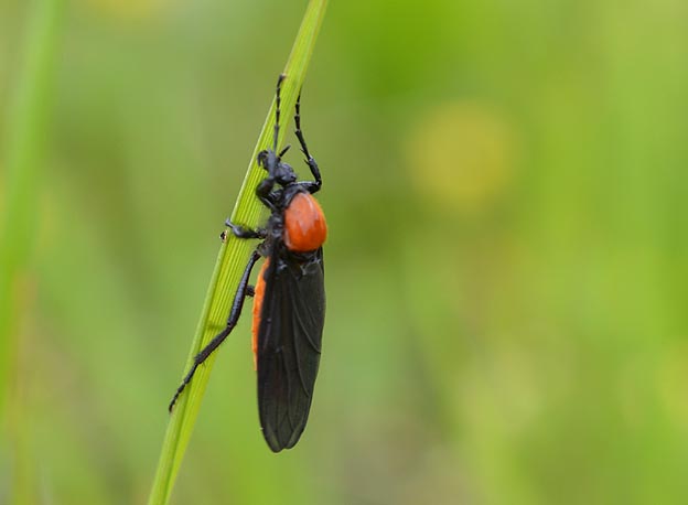 メスグロケバエのメス