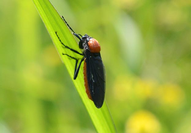 葉にとまったメスアカケバエのメス