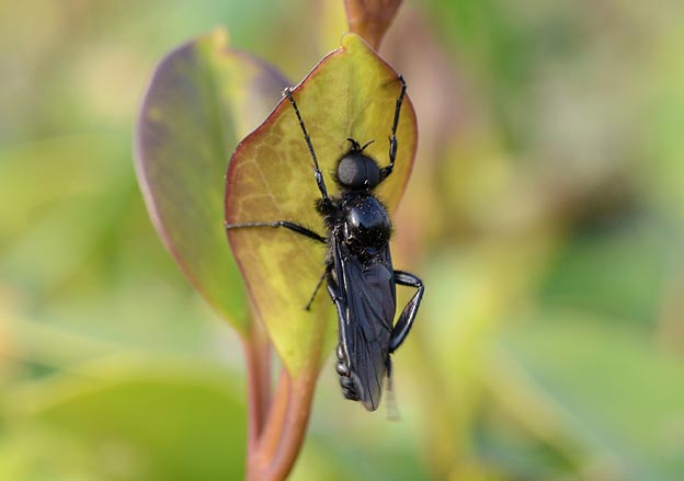 飛び立つ前のメスアカケバエ