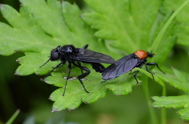 メスアカケバエの交尾