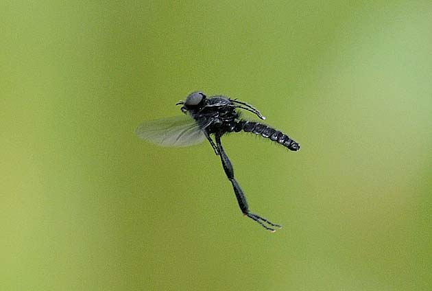 群れで飛ぶメスアカケバエのオス