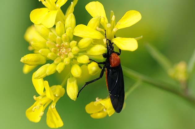 セイヨウカラシナの花を食べるメスアカケバエのメス