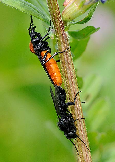 交尾中のメスアカケバエ