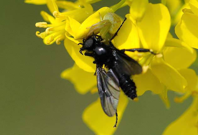 カニグモにつかまったメスアカケバエのオス