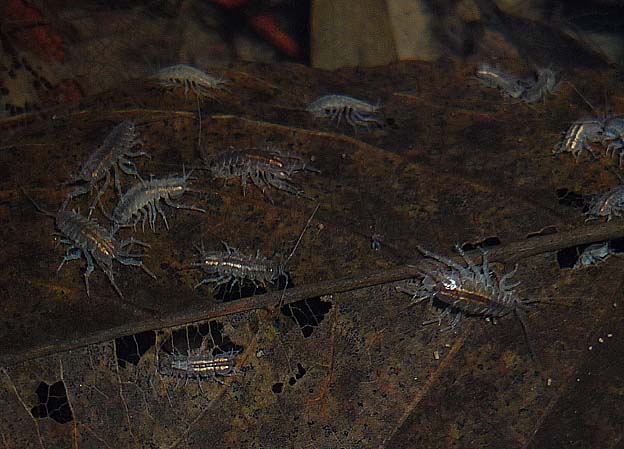 水中のミズムシ