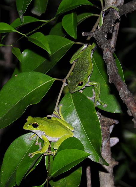 活発に活動するモリアオガエルのオスたち