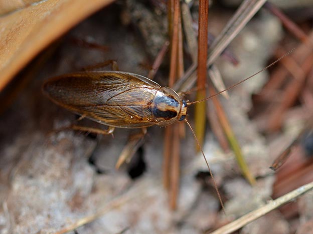 モリチャバネゴキブリの写真