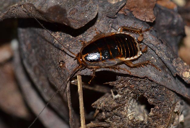 モリチャバネゴキブリの幼虫