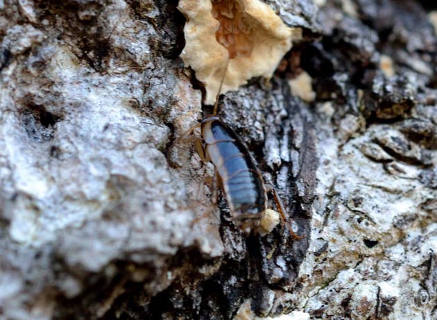 クリックしてください