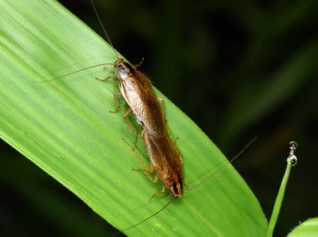 モリチャバネゴキブリの写真