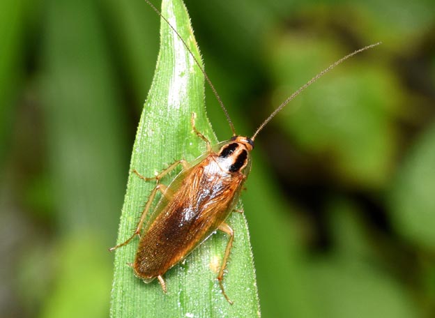 モリチャバネゴキブリの写真