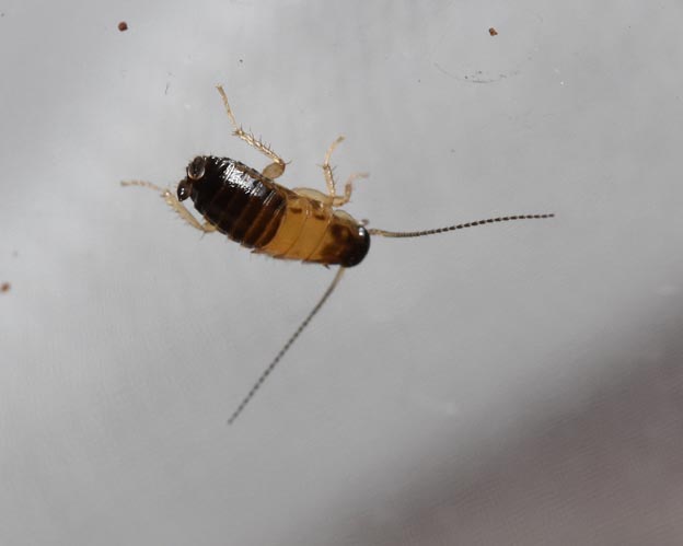 モリチャバネゴキブリの初齢幼虫？の写真