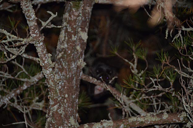 マツの木にとまるムササビ