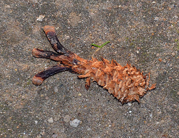 ムササビの食痕