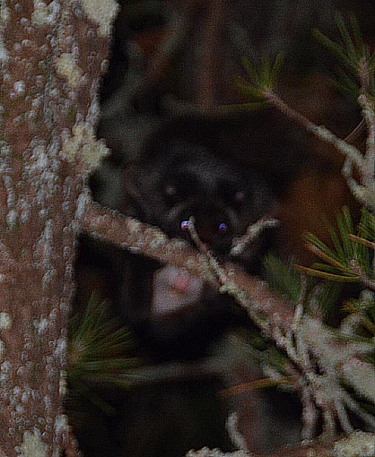 ムササビの写真