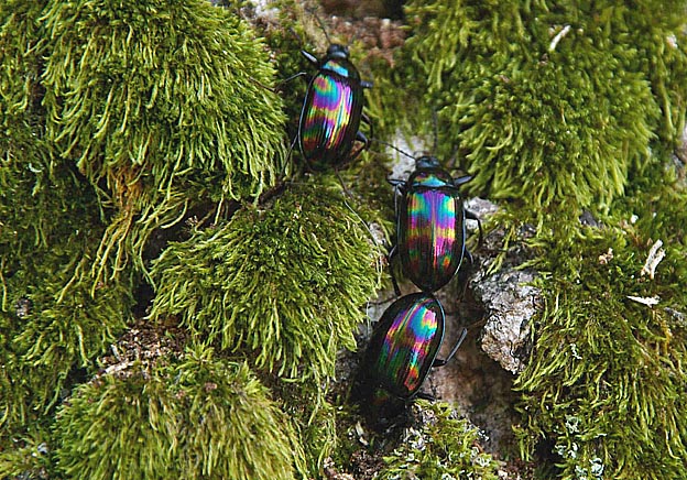 ナガニジゴミムシダマシの写真