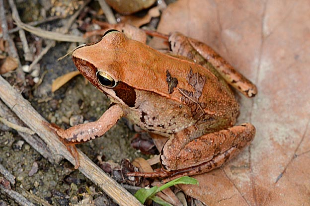 ニホンアカガエルの写真
