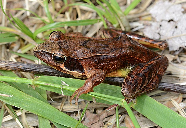 濃い色のニホンアカガエル
