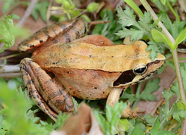 繁殖期の色が残ったニホンアカガエル