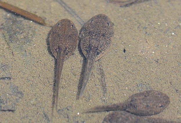 ニホンアカガエルのおたまじゃくし