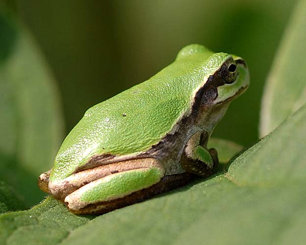 ニホンアマガエルの写真