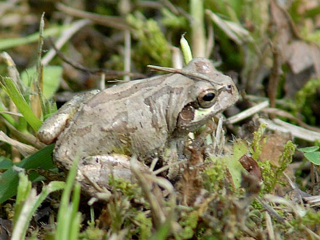 褐色のニホンアマガエル