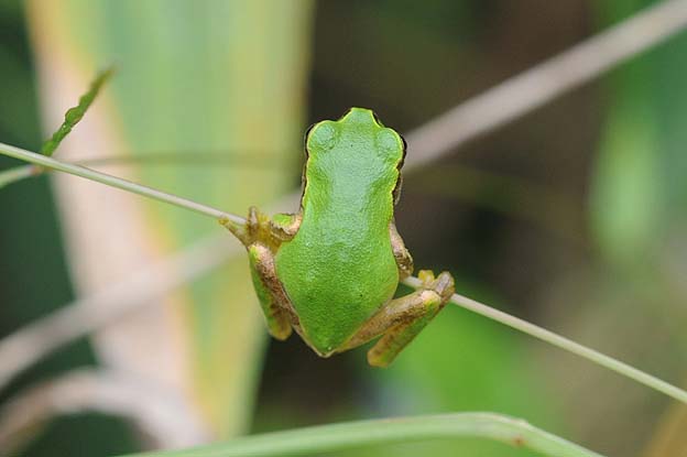 子供のニホンアマガエル