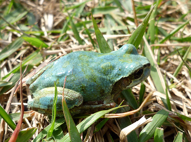 青色のニホンアマガエル