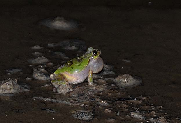 田んぼで鳴くニホンアマガエル