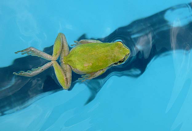 泳ぐニホンアマガエル