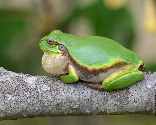 鳴くニホンアマガエル