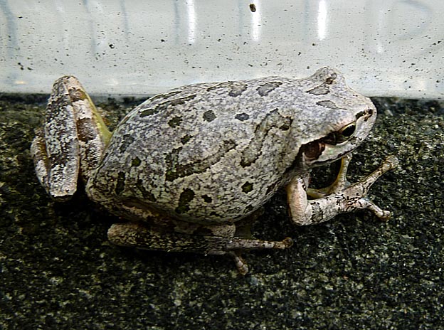 コンクリートの壁にいたニホンアマガエル