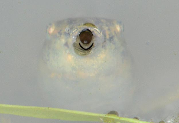 口をあけるニホンアマガエル