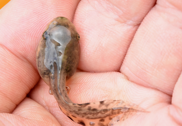 ニホンアマガエルのおたまじゃくしの写真