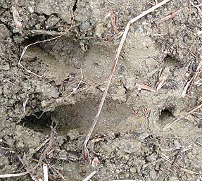 イノシシの足跡