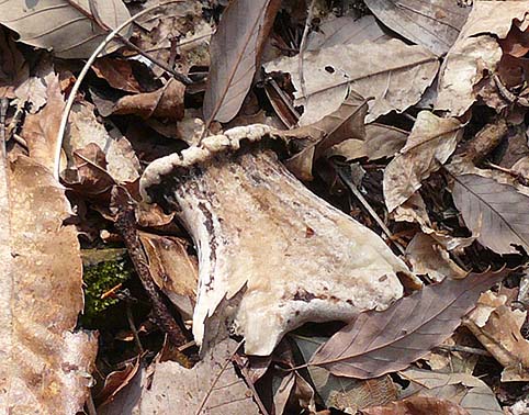 落ちていたシカの角