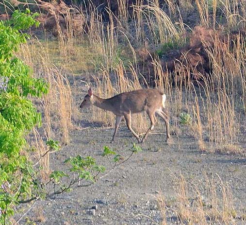 野生のニホンジカ
