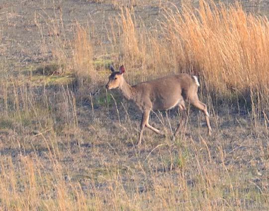 おなかが大きいニホンジカ