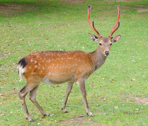 オスのニホンジカ