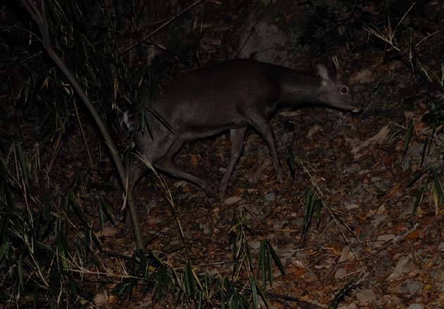 山の中のニホンジカ