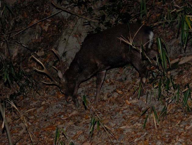 成長したオスジカ