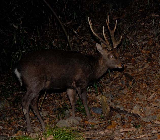 ニホンジカの行動