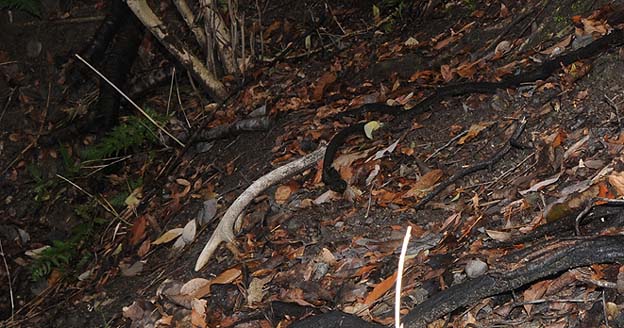 落ちているニホンジカの角