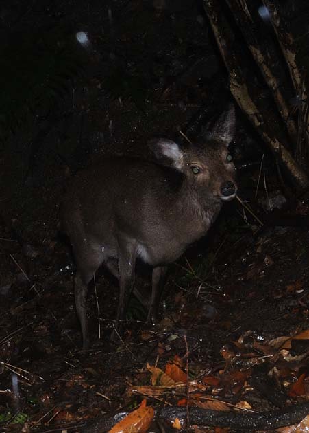 雨の中のニホンジカ