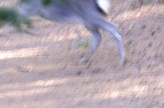 山の中を走るニホンジカ