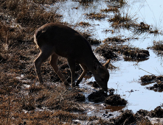池の周囲で草を食べるニホンジカ
