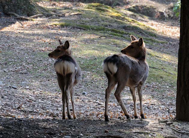 林の中のニホンジカ